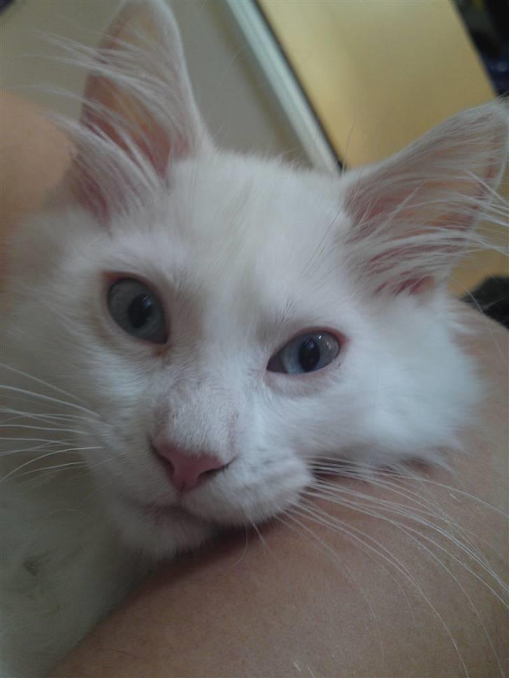 Maine Coon Rajah billede 3