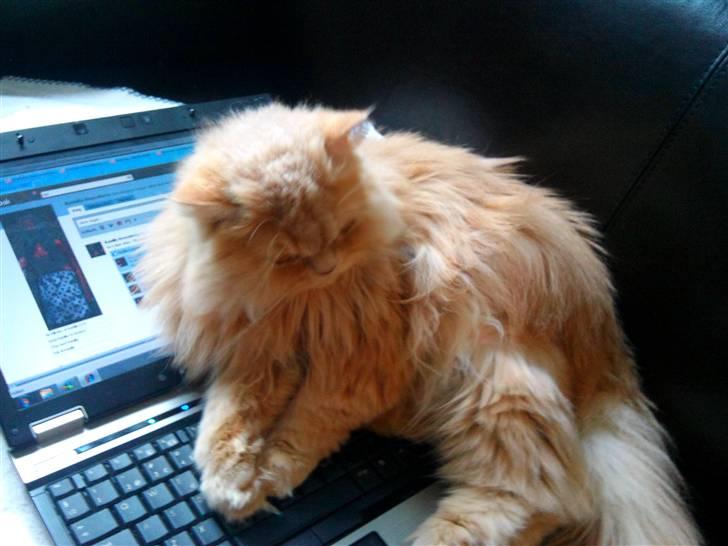 Perser Giorgio (RIP 2012) - moooooar , facebook er kedeligt, så lad mig sove på din computer :D billede 15