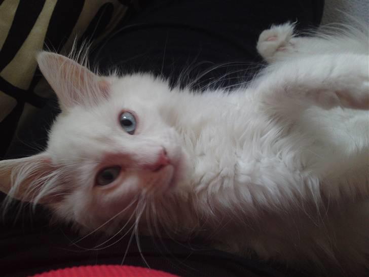 Maine Coon Rajah billede 4