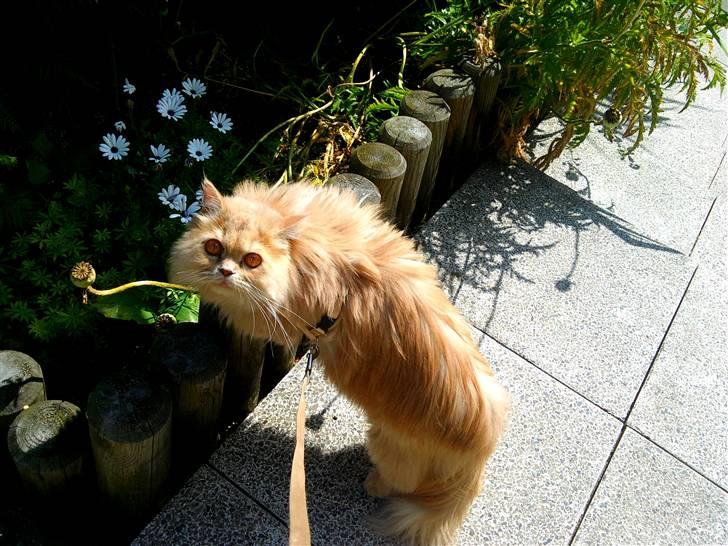 Perser Giorgio (RIP 2012) - sommeren 2010 ude og gå tur med sele på i hamburg ;D billede 16