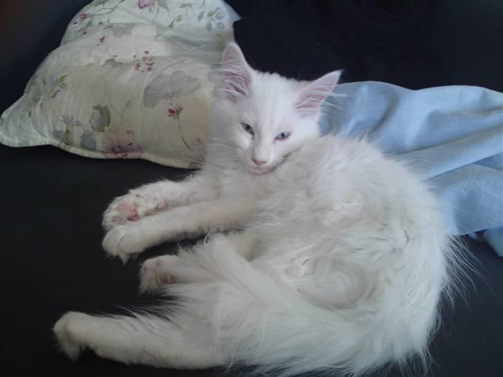 Maine Coon Rajah billede 5