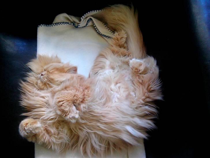 Perser Giorgio (RIP 2012) - og her er min yndlings sove position (; billede 17