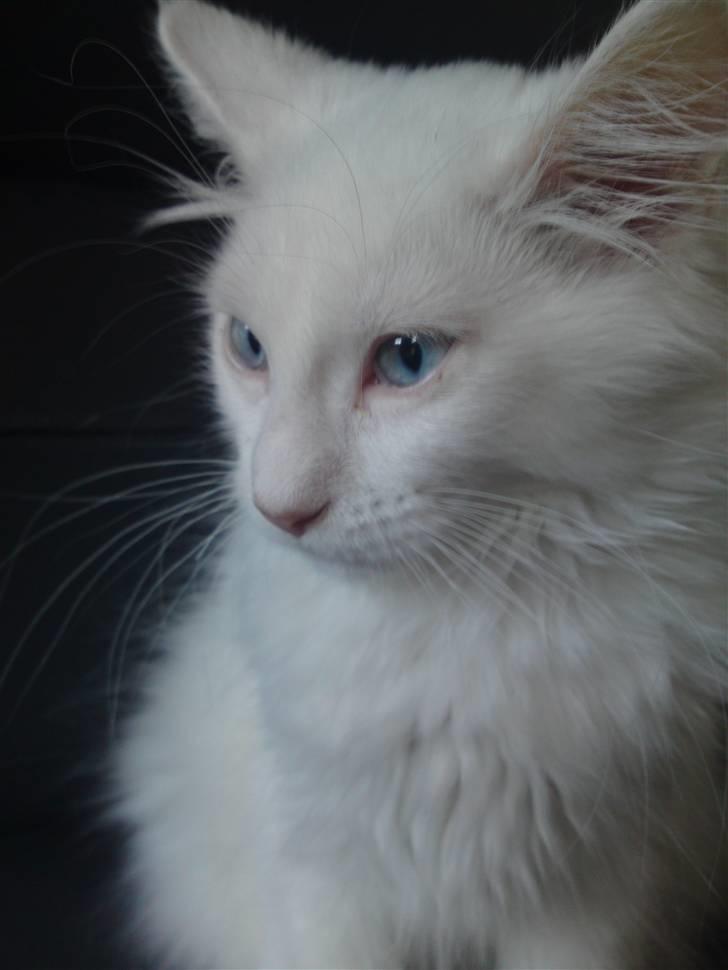 Maine Coon Rajah billede 6