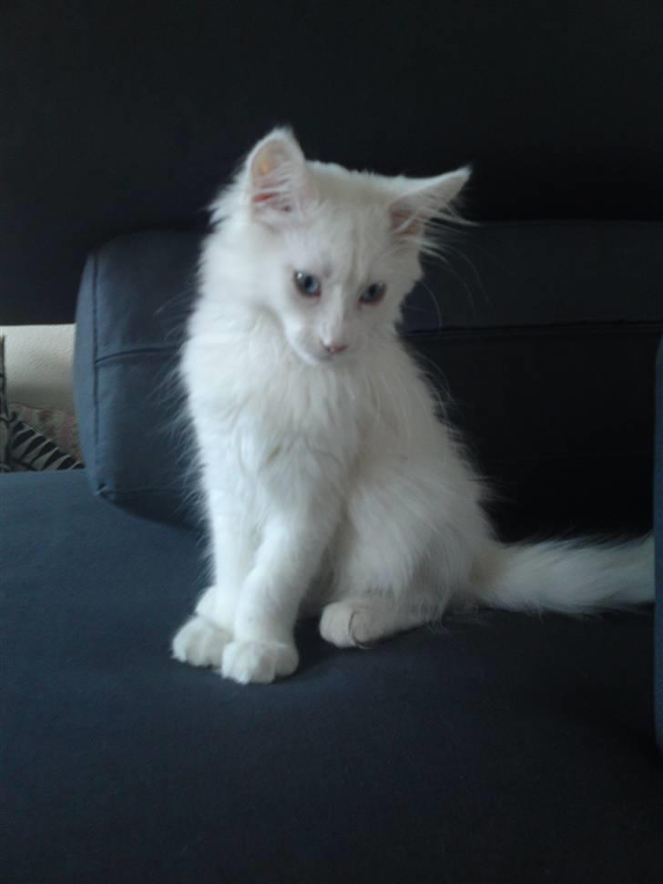 Maine Coon Rajah billede 7