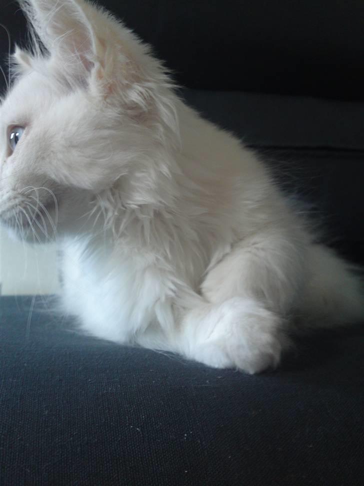 Maine Coon Rajah billede 8