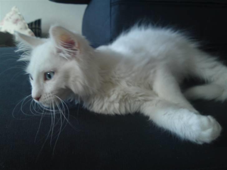 Maine Coon Rajah billede 9