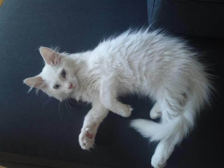 Maine Coon Rajah billede 10