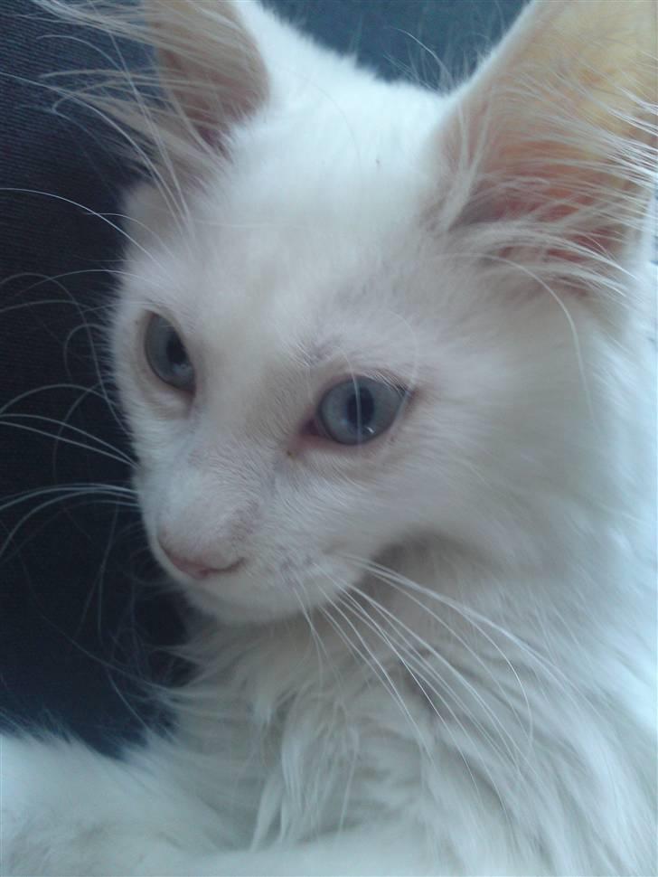 Maine Coon Rajah billede 11