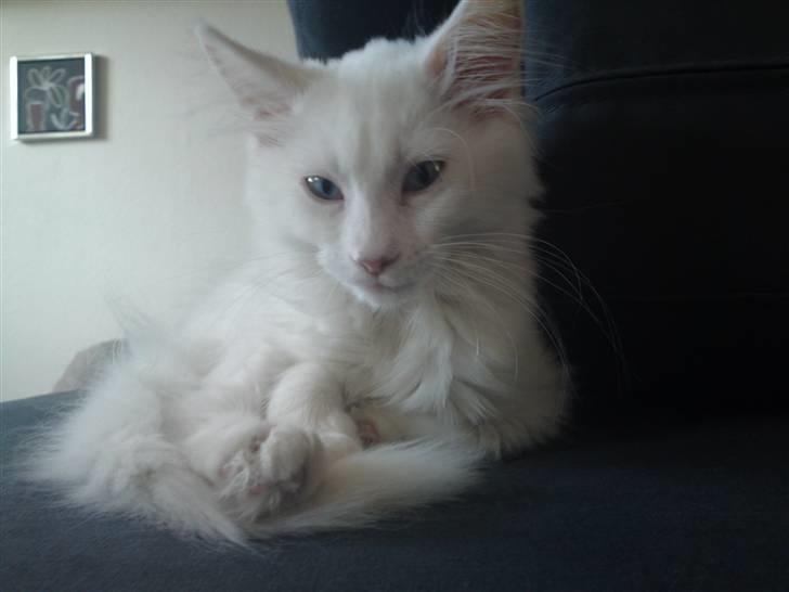 Maine Coon Rajah billede 12