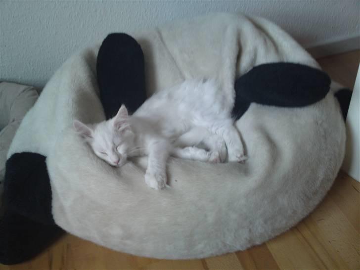 Maine Coon Rajah billede 13