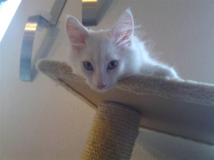 Maine Coon Rajah billede 14