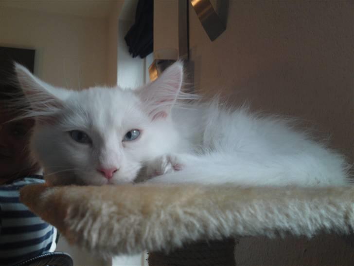 Maine Coon Rajah billede 15