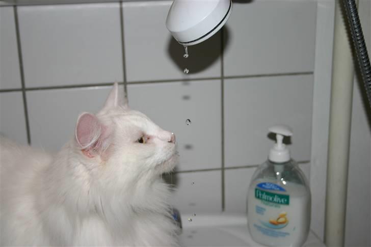 Norsk Skovkat Emma RIP billede 3