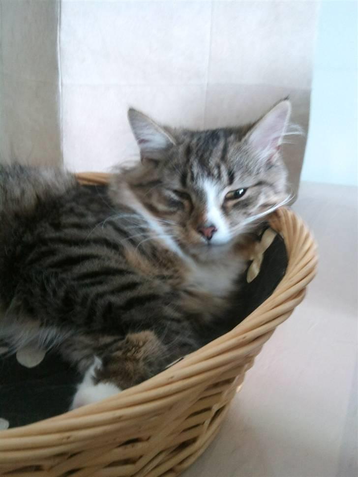 Norsk Skovkat Fifi billede 6