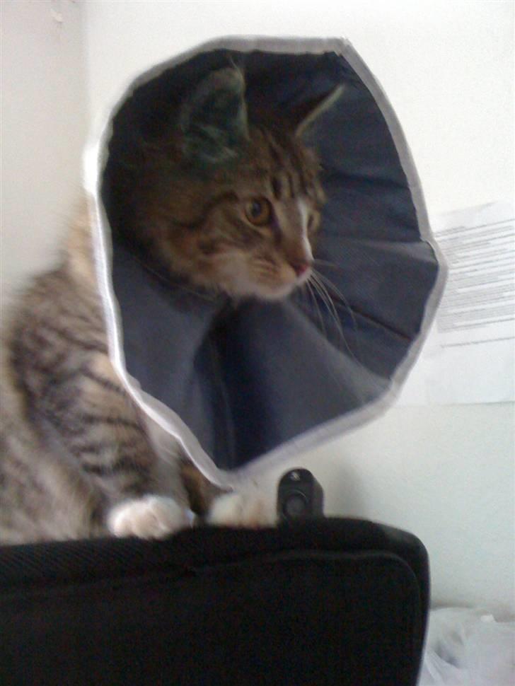 Norsk Skovkat Fifi billede 7