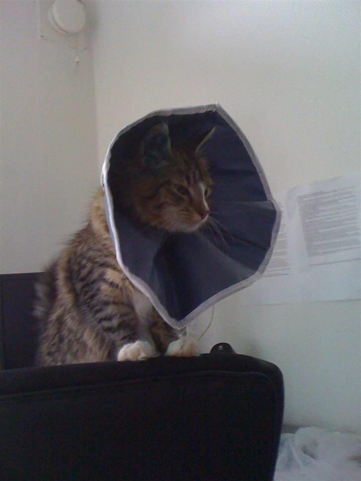 Norsk Skovkat Fifi billede 8