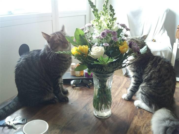 Norsk Skovkat Fifi billede 9