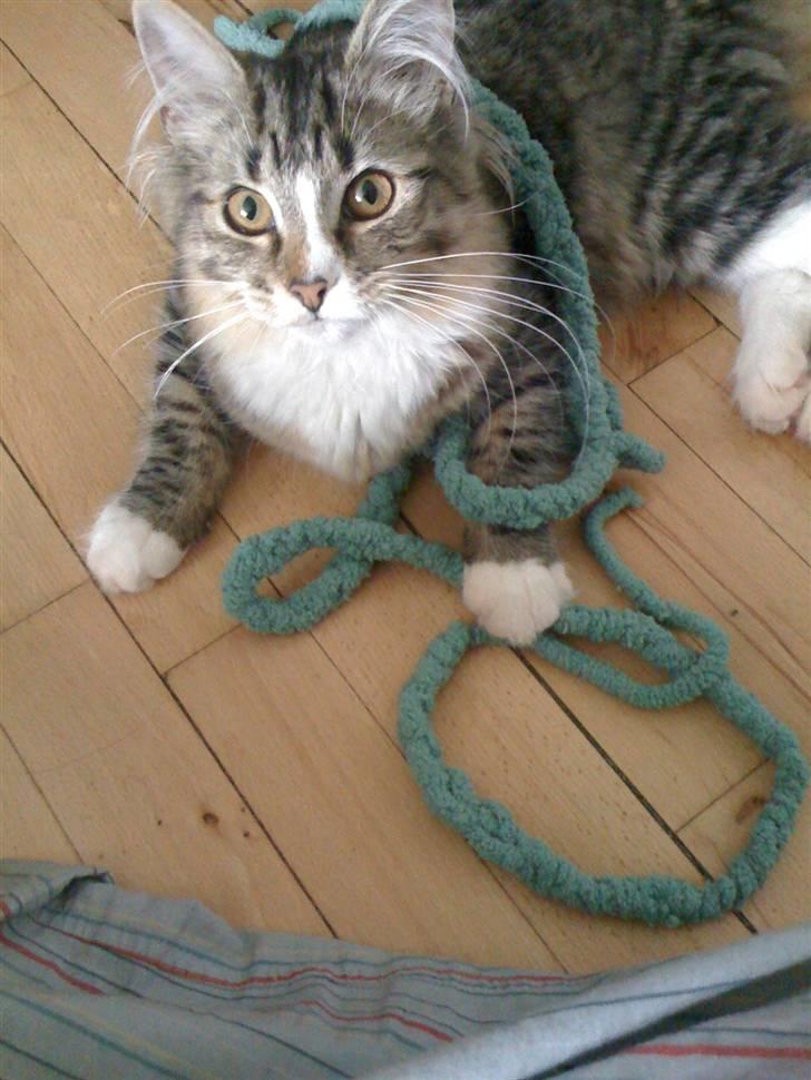 Norsk Skovkat Fifi billede 10