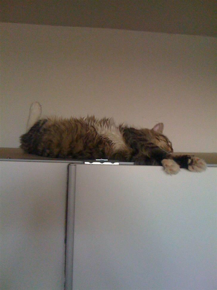 Norsk Skovkat Fifi billede 11