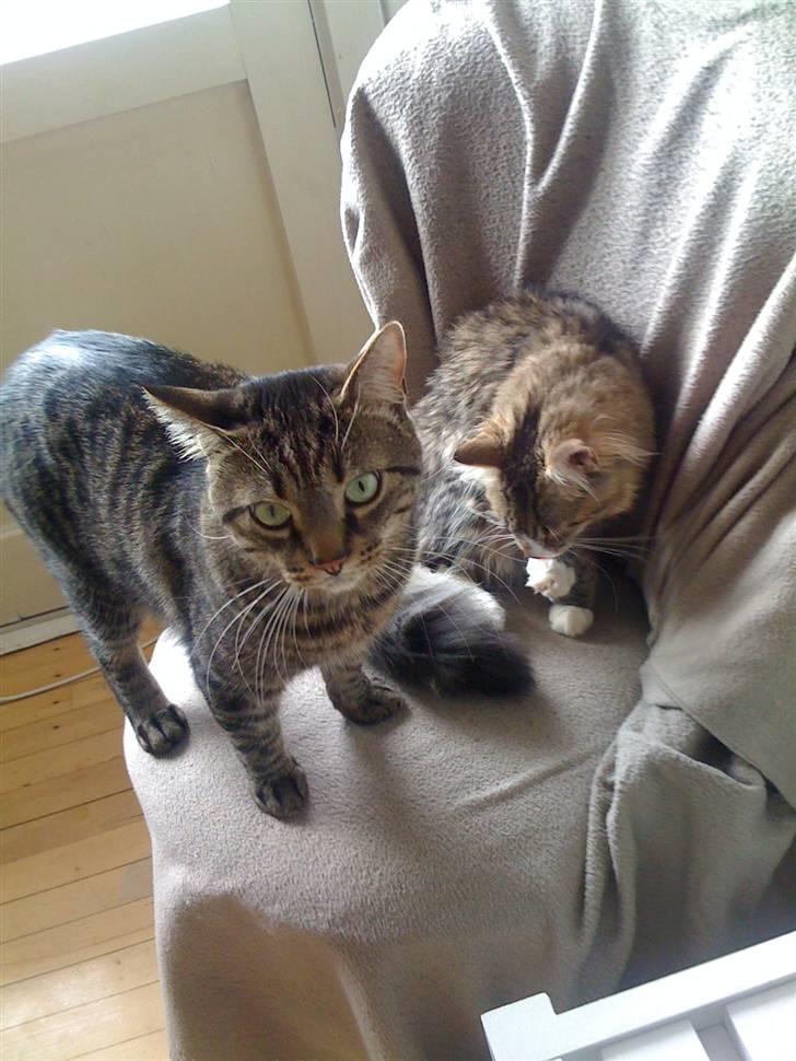 Norsk Skovkat Fifi billede 12