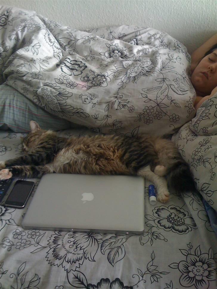 Norsk Skovkat Fifi billede 13