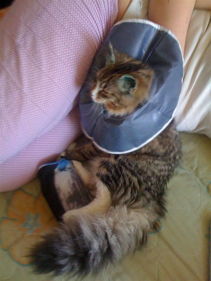 Norsk Skovkat Fifi billede 14