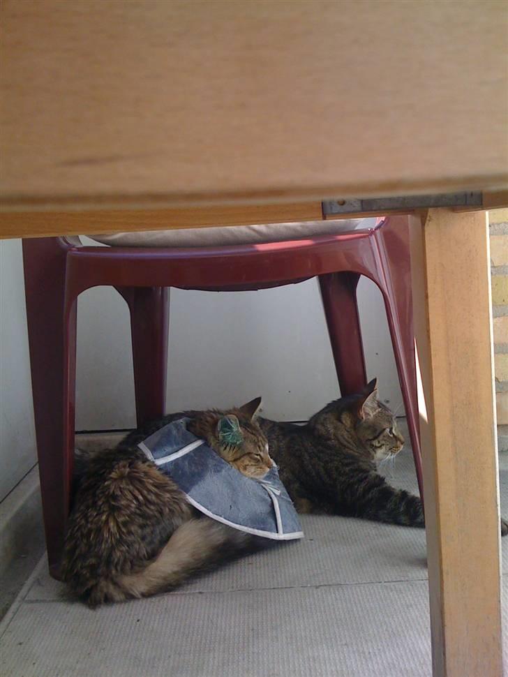 Norsk Skovkat Fifi billede 15