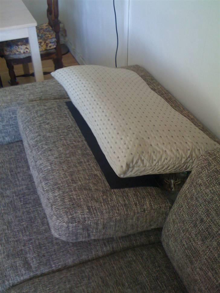 Norsk Skovkat Fifi billede 16