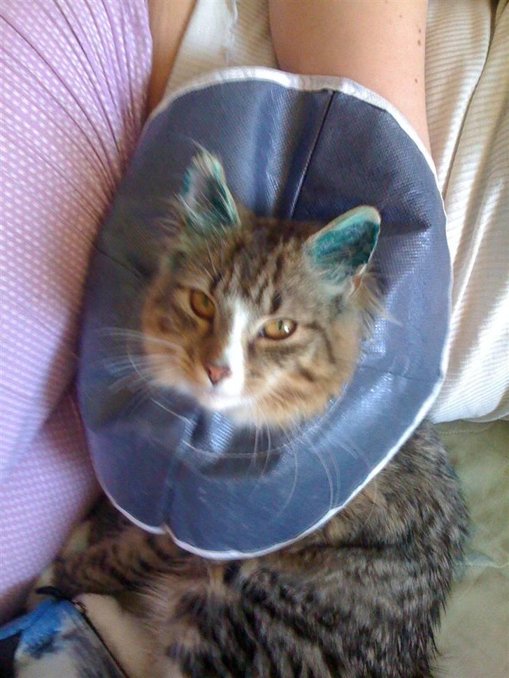 Norsk Skovkat Fifi billede 17