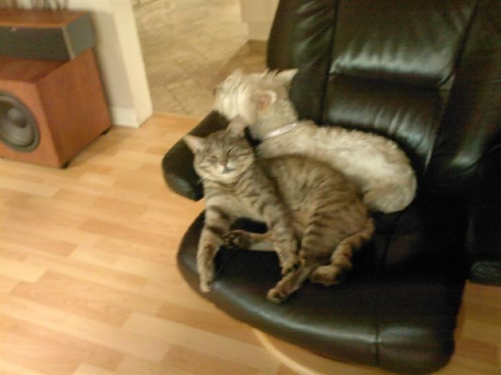 Blanding af racer Svend ulrik *R.I.P* billede 1