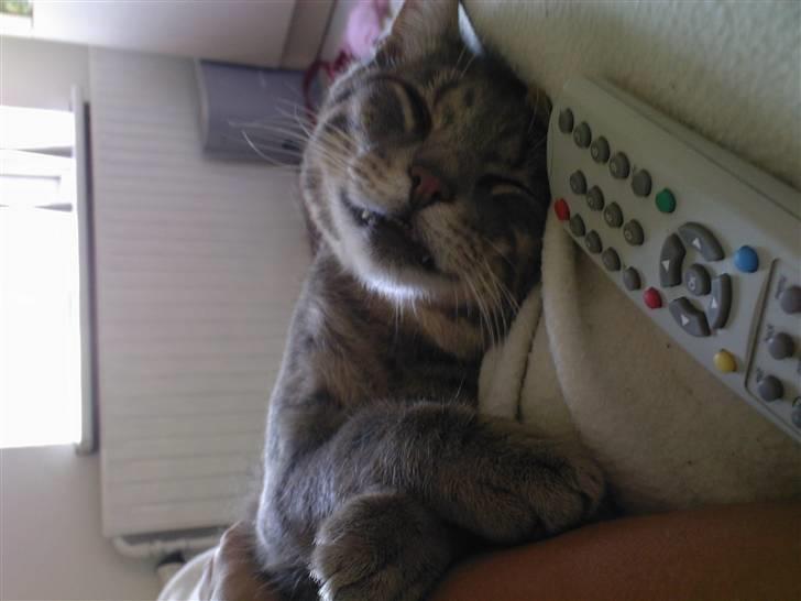 Blanding af racer Svend ulrik *R.I.P* billede 2