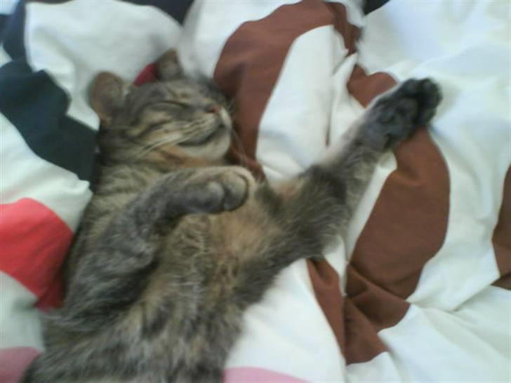 Blanding af racer Svend ulrik *R.I.P* billede 3