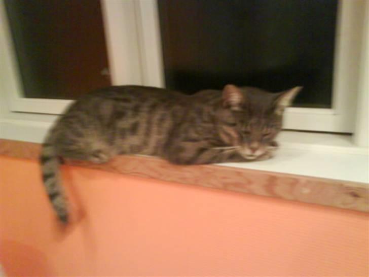 Blanding af racer Svend ulrik *R.I.P* billede 4