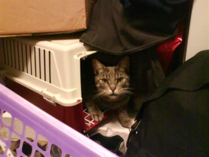 Blanding af racer Svend ulrik *R.I.P* billede 5