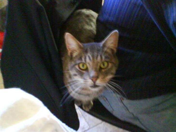 Blanding af racer Svend ulrik *R.I.P* billede 6