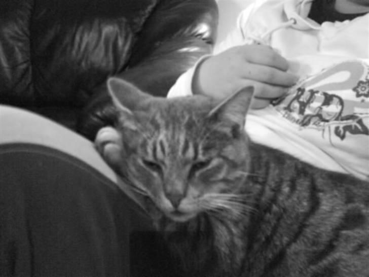 Blanding af racer Svend ulrik *R.I.P* billede 7