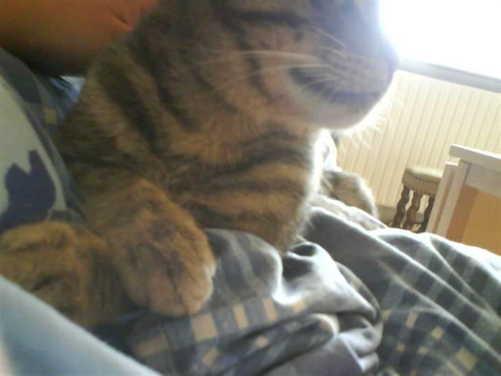 Blanding af racer Svend ulrik *R.I.P* billede 8