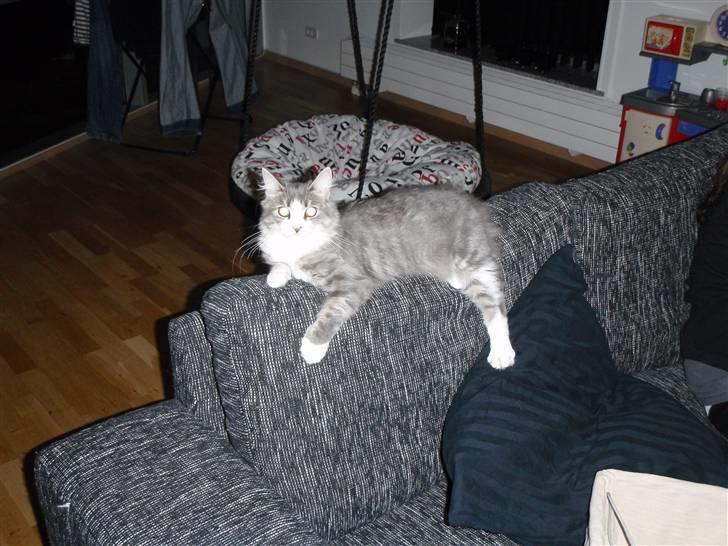 Maine Coon Gizmo billede 11