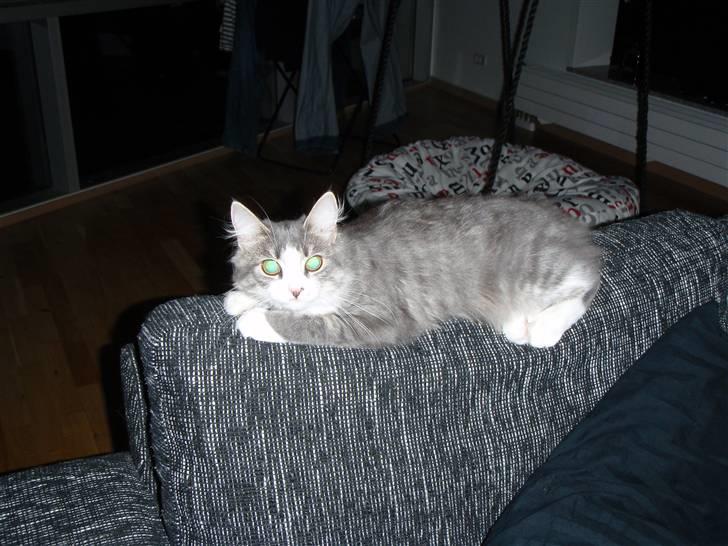 Maine Coon Gizmo billede 12