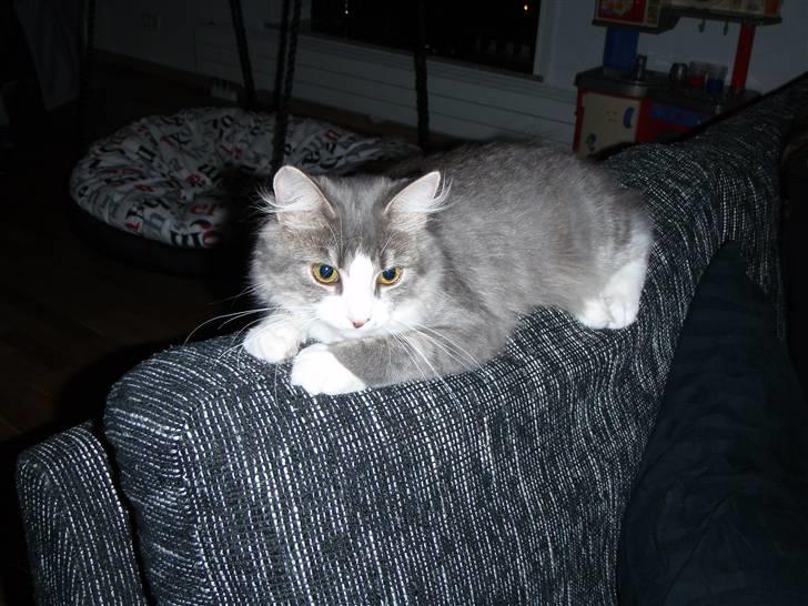 Maine Coon Gizmo billede 13