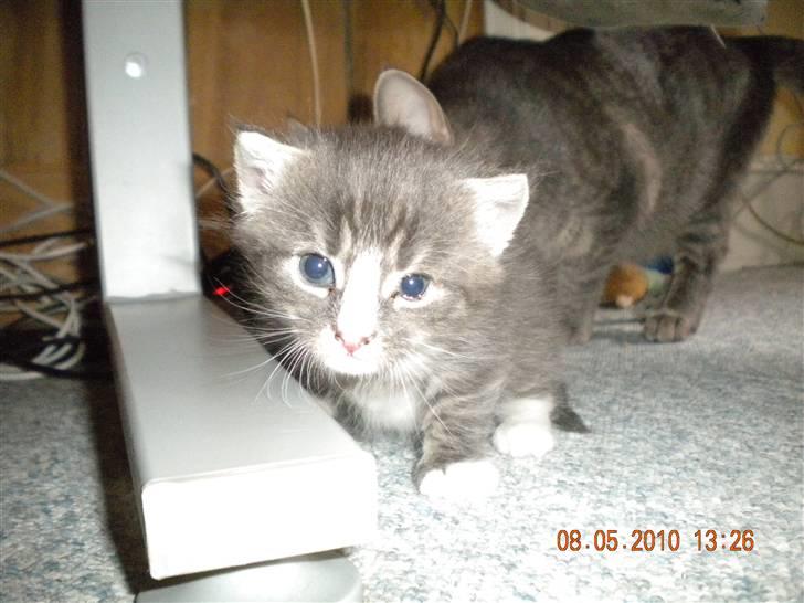 Huskat Bølle(solgt) - mig som lille billede 1