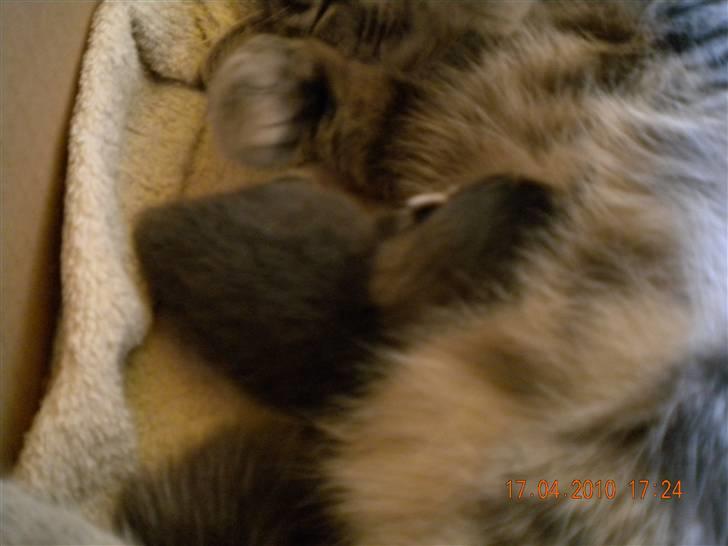 Huskat Bølle(solgt) - ligge sammen med min mor  billede 2