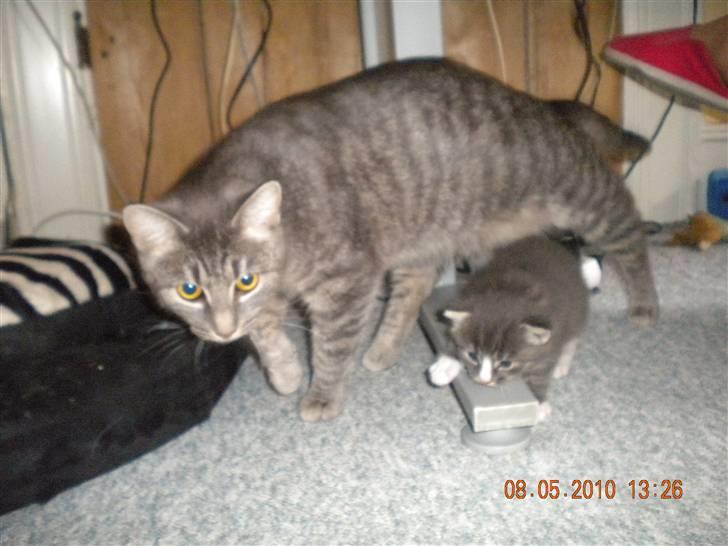 Huskat Bølle(solgt) - sammen med mor billede 3