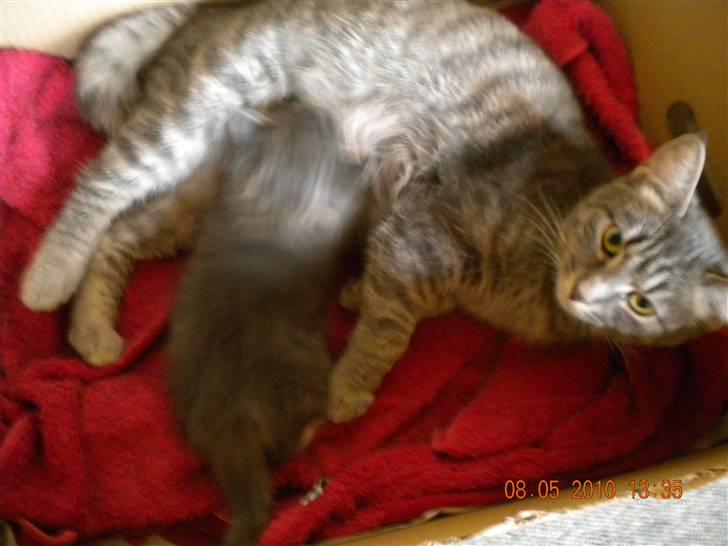 Huskat Bølle(solgt) billede 4