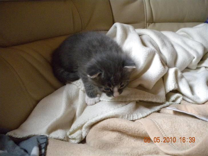 Huskat Bølle(solgt) - i sofa billede 5