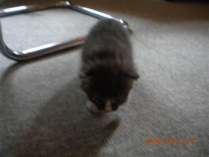 Huskat Bølle(solgt) billede 6