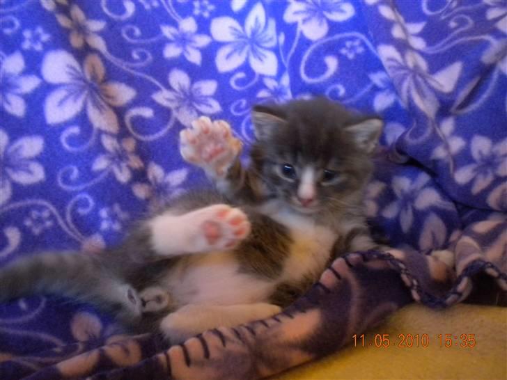 Huskat Bølle(solgt) billede 7