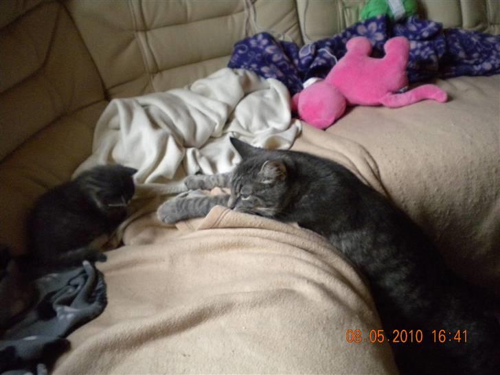 Huskat Bølle(solgt) - må ikke være der for min mor billede 8