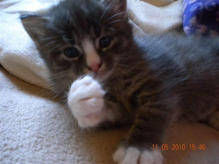 Huskat Bølle(solgt) billede 9