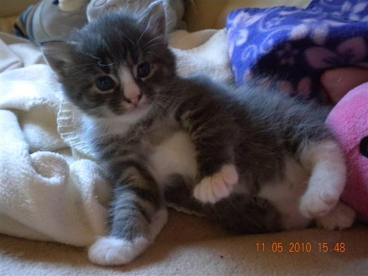 Huskat Bølle(solgt) billede 10